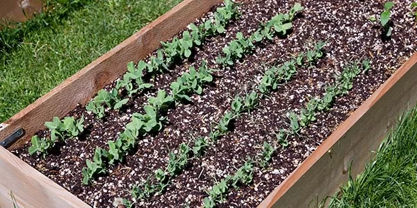 How to Build a Raised Bed Garden for Vegetables – Step-by-Step Guide and Tips