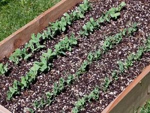 How to Build a Raised Bed Garden for Vegetables – Step-by-Step Guide and Tips