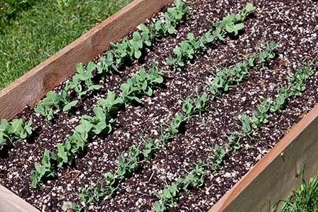 How to Build a Raised Bed Garden for Vegetables – Step-by-Step Guide and Tips